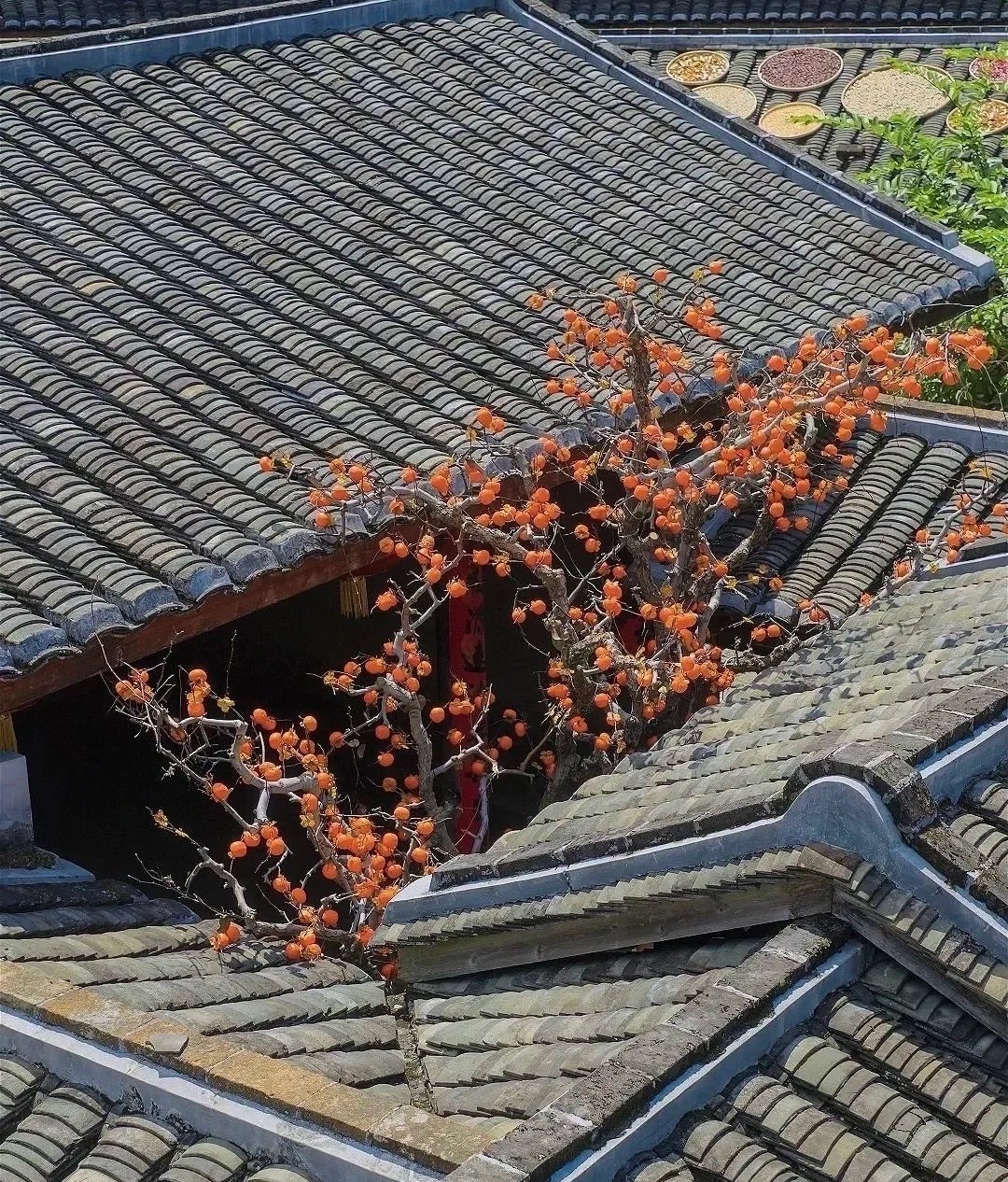 福建土楼