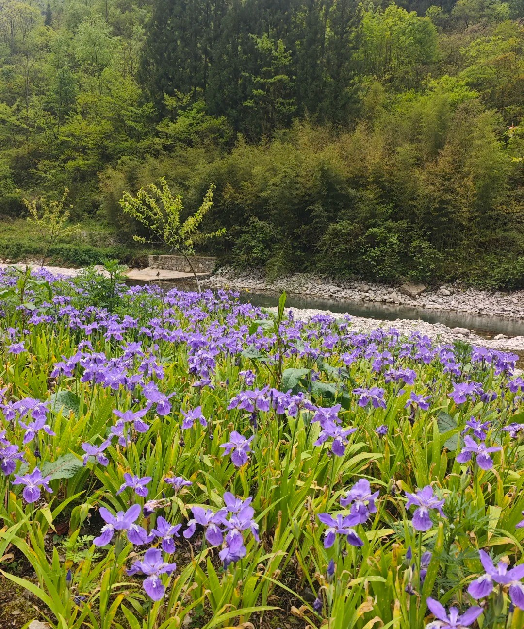 鹿院坪 风光 3
